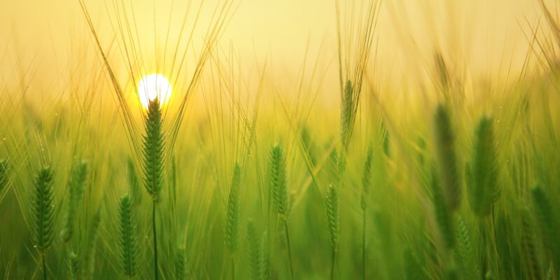 How to boost up our agri sector in India? - Sajith Mathew