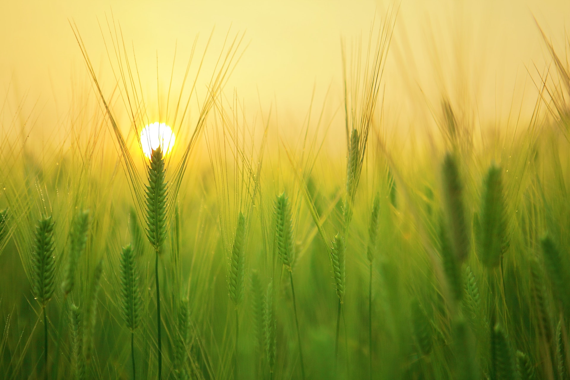 How to boost up our agri sector in India? - Sajith Mathew